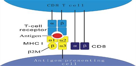 The Implication and Significance of Beta 2 Microglobulin: A .